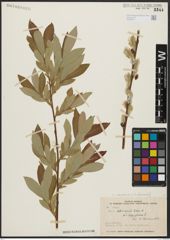 Foto von Salix aegyptiaca L. x Salix elbursensis Boiss.